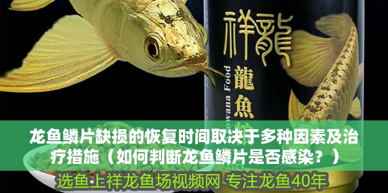 龍魚鱗片缺損的恢復時間取決于多種因素及治療措施（如何判斷龍魚鱗片是否感染？）