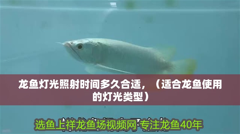 龍魚燈光照射時間多久合適，（適合龍魚使用的燈光類型）