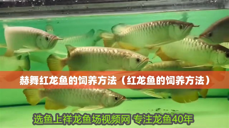 赫舞紅龍魚的飼養(yǎng)方法（紅龍魚的飼養(yǎng)方法）