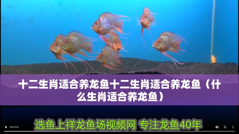 十二生肖適合養(yǎng)龍魚十二生肖適合養(yǎng)龍魚（什么生肖適合養(yǎng)龍魚）