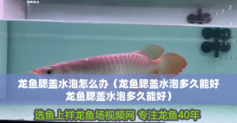 龍魚腮蓋水泡怎么辦（龍魚腮蓋水泡多久能好龍魚腮蓋水泡多久能好）