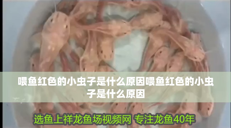 喂魚紅色的小蟲子是什么原因喂魚紅色的小蟲子是什么原因