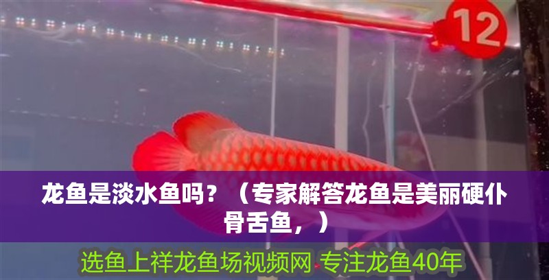 龍魚是淡水魚嗎？（專家解答龍魚是美麗硬仆骨舌魚，）