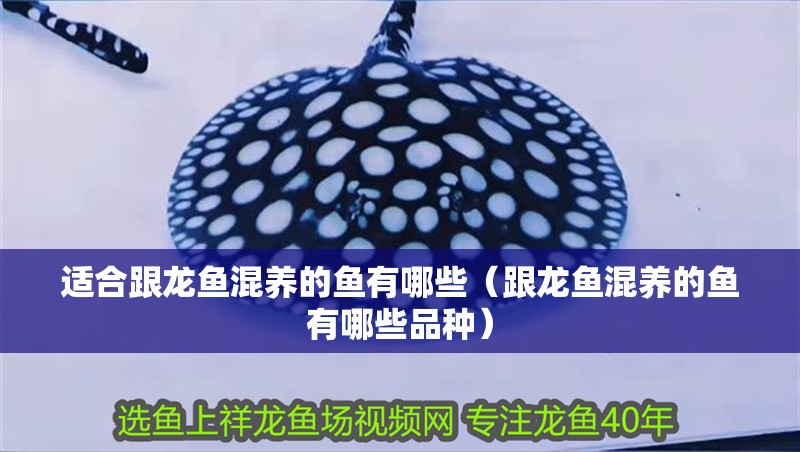 適合跟龍魚混養的魚有哪些（跟龍魚混養的魚有哪些品種）