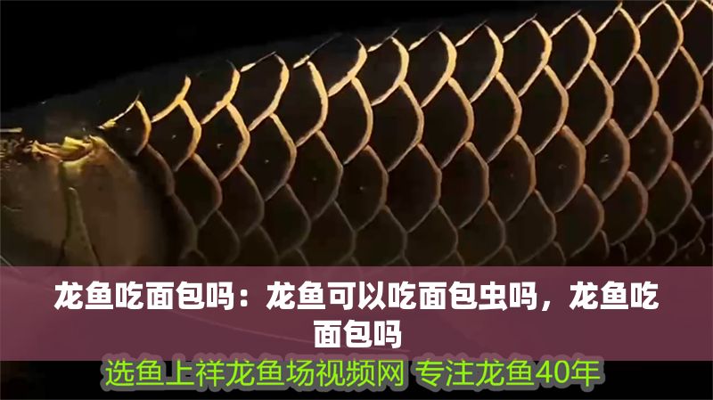 龍魚吃面包嗎：龍魚可以吃面包蟲嗎，龍魚吃面包嗎