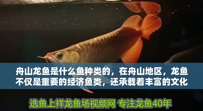 舟山龍魚是什么魚種類的，在舟山地區，龍魚不僅是重要的經濟魚類，還承載著豐富的文化內涵