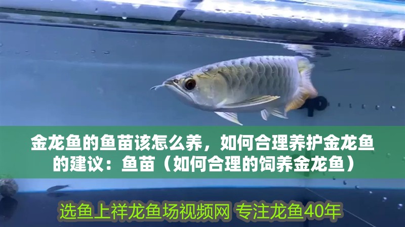 金龍魚的魚苗該怎么養，如何合理養護金龍魚的建議：魚苗（如何合理的飼養金龍魚）