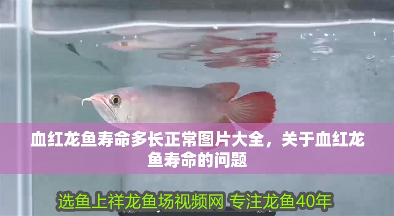 血紅龍魚壽命多長正常圖片大全，關于血紅龍魚壽命的問題