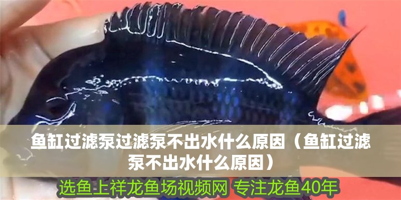 魚缸過濾泵過濾泵不出水什么原因（魚缸過濾泵不出水什么原因）