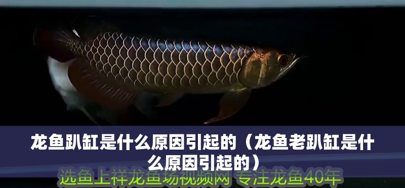 龍魚趴缸是什么原因引起的（龍魚老趴缸是什么原因引起的）