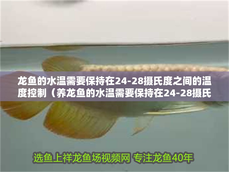 龍魚的水溫需要保持在24-28攝氏度之間的溫度控制（養(yǎng)龍魚的水溫需要保持在24-28攝氏度之間的溫度控制）