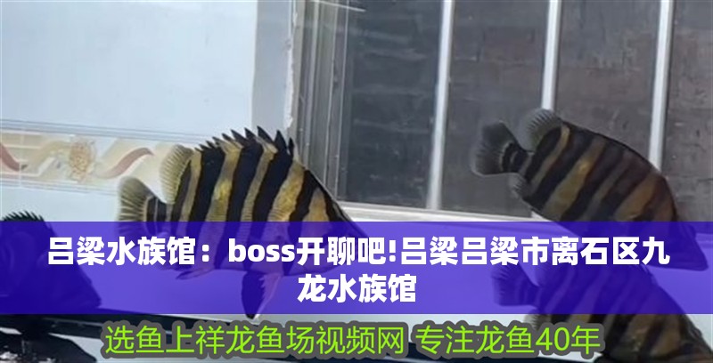 呂梁水族館：boss開聊吧!呂梁呂梁市離石區九龍水族館 呂梁水族館：boss開聊吧!呂梁呂梁市離石區九龍水族館 觀賞魚百科