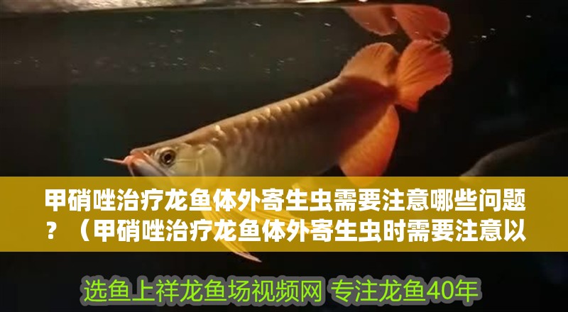 甲硝唑治療龍魚體外寄生蟲需要注意哪些問題？（甲硝唑治療龍魚體外寄生蟲時需要注意以下幾點）