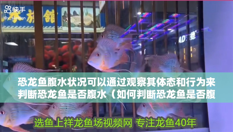 恐龍魚腹水狀況可以通過觀察其體態(tài)和行為來判斷恐龍魚是否腹水（如何判斷恐龍魚是否腹水）