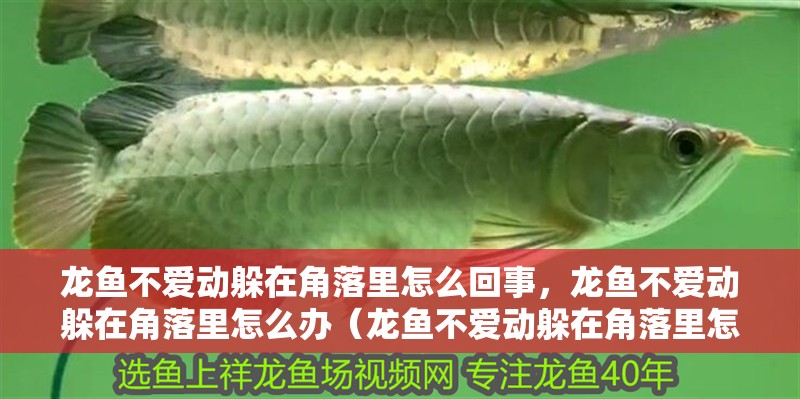 龍魚不愛動躲在角落里怎么回事，龍魚不愛動躲在角落里怎么辦（龍魚不愛動躲在角落里怎么辦）