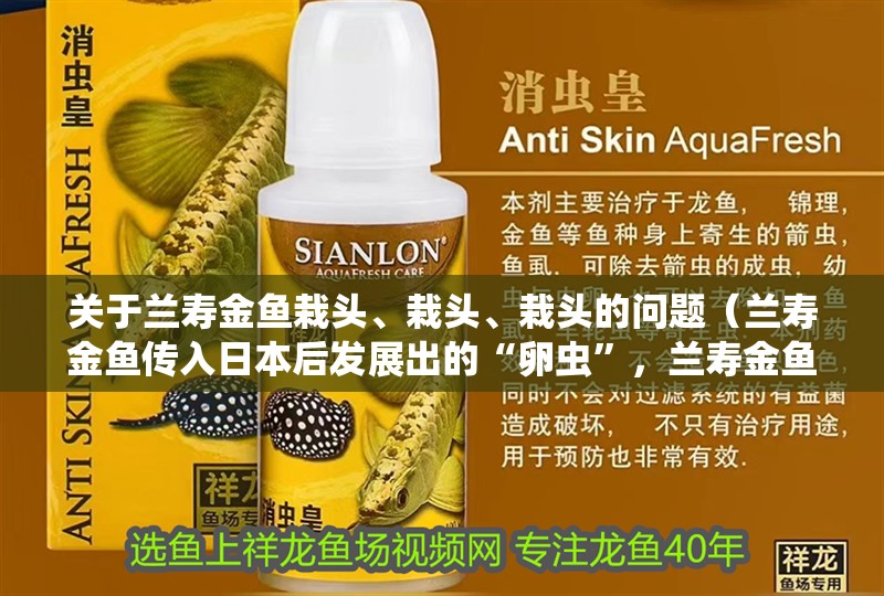 關于蘭壽金魚栽頭、栽頭、栽頭的問題（蘭壽金魚傳入日本后發展出的“卵蟲”，蘭壽金魚栽頭可以淘汰）