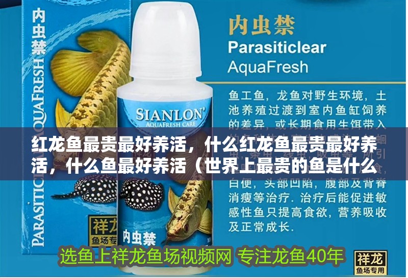 紅龍魚最貴最好養活，什么紅龍魚最貴最好養活，什么魚最好養活（世界上最貴的魚是什么？）