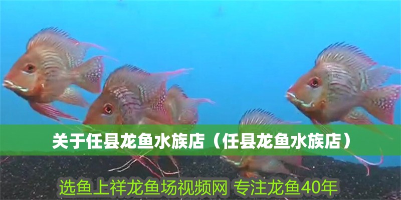 關于任縣龍魚水族店（任縣龍魚水族店）