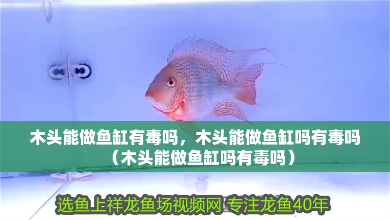 木頭能做魚缸有毒嗎，木頭能做魚缸嗎有毒嗎（木頭能做魚缸嗎有毒嗎） 木頭能做魚缸有毒嗎，木頭能做魚缸嗎有毒嗎（木頭能做魚缸嗎有毒嗎） 觀賞魚百科