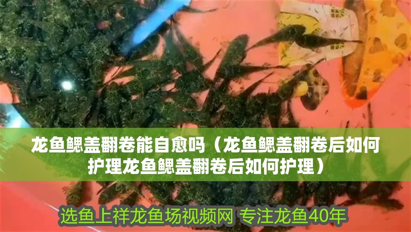龍魚鰓蓋翻卷能自愈嗎（龍魚鰓蓋翻卷后如何護理龍魚鰓蓋翻卷后如何護理）