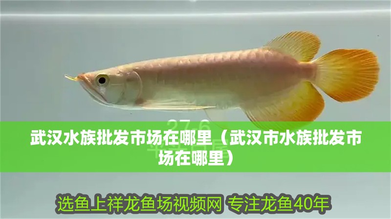 武漢水族批發市場在哪里（武漢市水族批發市場在哪里） 武漢水族批發市場在哪里（武漢市水族批發市場在哪里） 觀賞魚百科