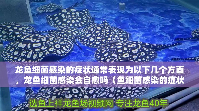 龍魚細(xì)菌感染的癥狀通常表現(xiàn)為以下幾個(gè)方面，龍魚細(xì)菌感染會(huì)自愈嗎（魚細(xì)菌感染的癥狀通常表現(xiàn)為以下幾個(gè)方面，龍魚細(xì)菌感染會(huì)自愈嗎）