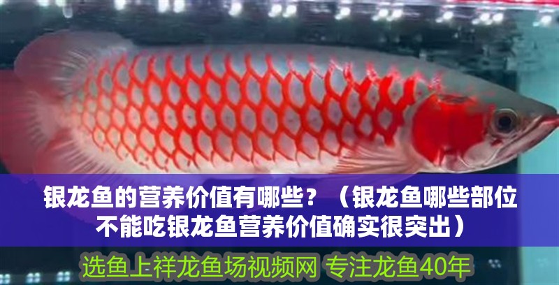 銀龍魚(yú)的營(yíng)養(yǎng)價(jià)值有哪些？（銀龍魚(yú)哪些部位不能吃銀龍魚(yú)營(yíng)養(yǎng)價(jià)值確實(shí)很突出）
