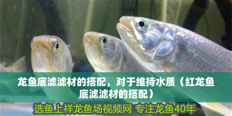 龍魚底濾濾材的搭配，對于維持水質（紅龍魚底濾濾材的搭配）