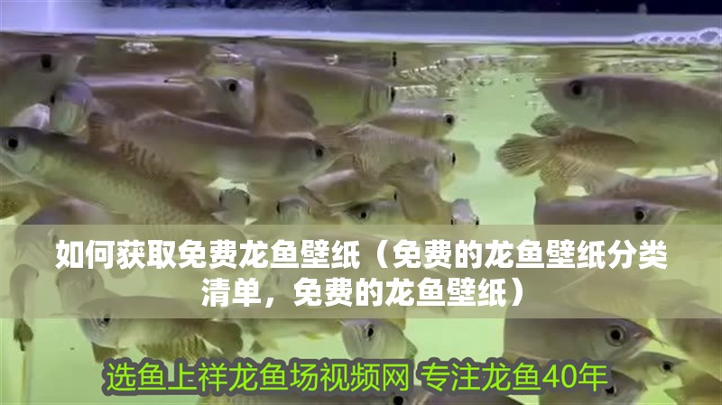 如何獲取免費龍魚壁紙（免費的龍魚壁紙分類清單，免費的龍魚壁紙）