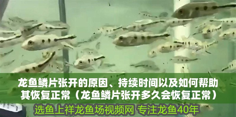 龍魚鱗片張開的原因、持續(xù)時間以及如何幫助其恢復(fù)正常（龍魚鱗片張開多久會恢復(fù)正常）