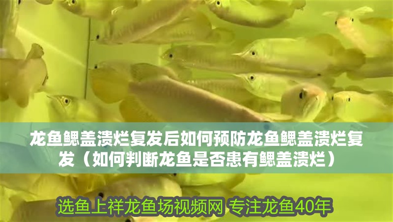 龍魚(yú)鰓蓋潰爛復(fù)發(fā)后如何預(yù)防龍魚(yú)鰓蓋潰爛復(fù)發(fā)（如何判斷龍魚(yú)是否患有鰓蓋潰爛）