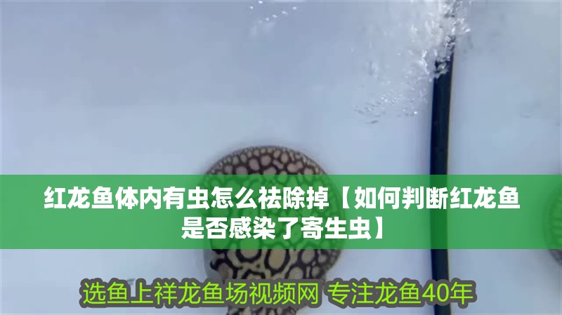 紅龍魚體內(nèi)有蟲怎么祛除掉【如何判斷紅龍魚是否感染了寄生蟲】