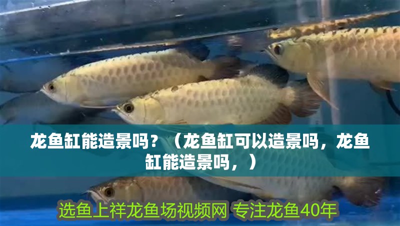 龍魚缸能造景嗎？（龍魚缸可以造景嗎，龍魚缸能造景嗎，）