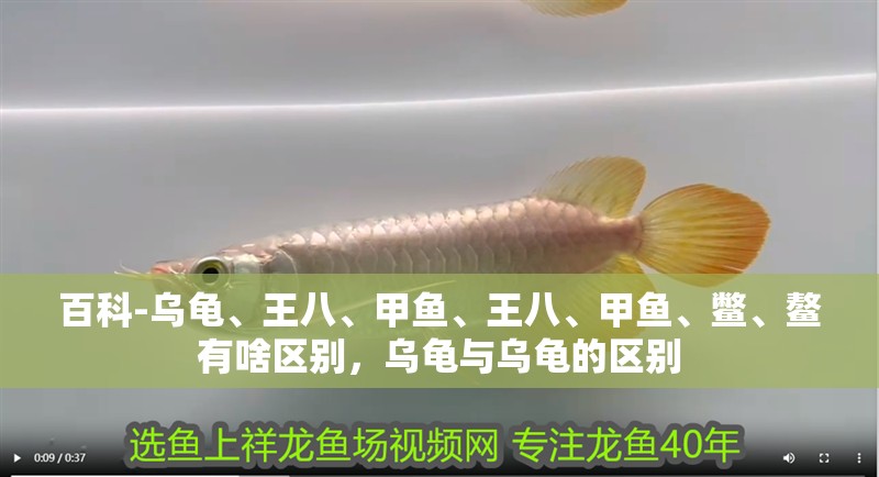 百科-烏龜、王八、甲魚、王八、甲魚、鱉、鰲有啥區別，烏龜與烏龜的區別