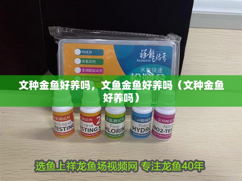 文種金魚好養嗎，文魚金魚好養嗎（文種金魚好養嗎）