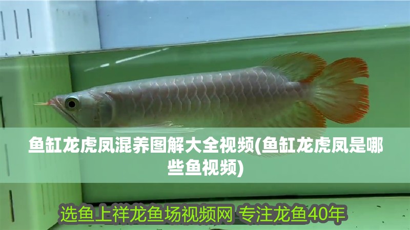 魚缸龍虎鳳混養圖解大全視頻(魚缸龍虎鳳是哪些魚視頻)