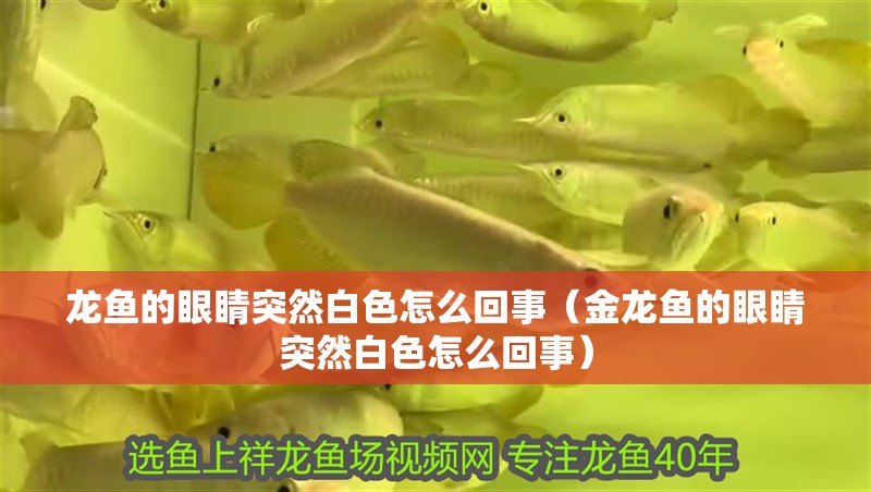 龍魚的眼睛突然白色怎么回事（金龍魚的眼睛突然白色怎么回事）
