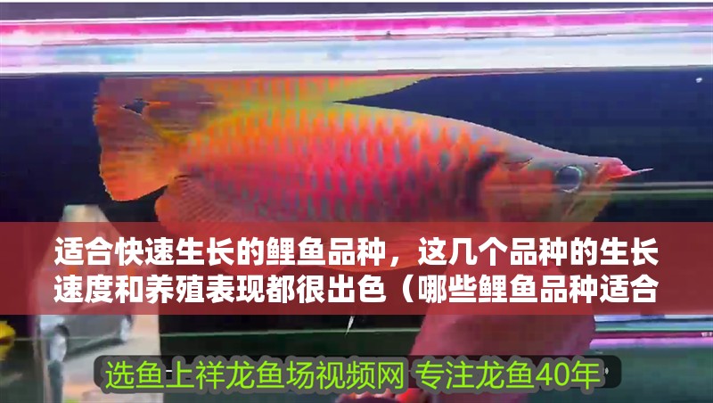 適合快速生長的鯉魚品種，這幾個品種的生長速度和養殖表現都很出色（哪些鯉魚品種適合快速生長）