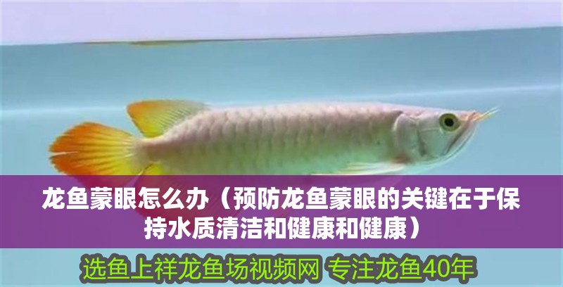 龍魚蒙眼怎么辦（預防龍魚蒙眼的關鍵在于保持水質清潔和健康和健康）