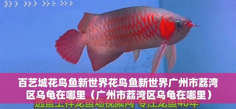 百藝城花鳥魚新世界花鳥魚新世界廣州市荔灣區烏龜在哪里（廣州市荔灣區烏龜在哪里）