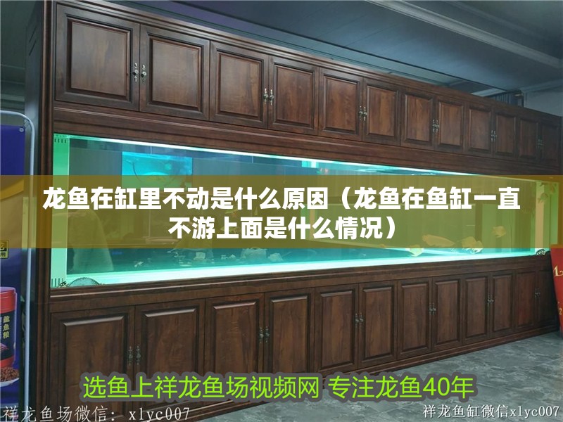龍魚在缸里不動是什么原因（龍魚在魚缸一直不游上面是什么情況）