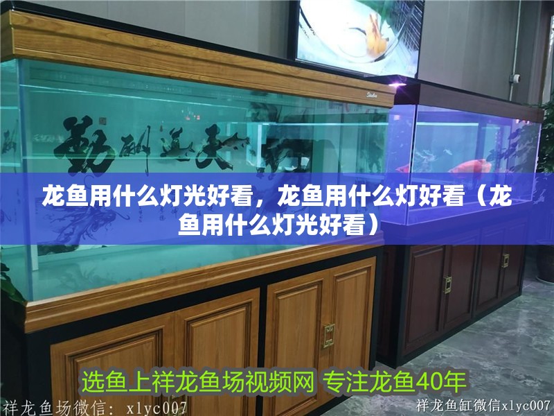 龍魚用什么燈光好看，龍魚用什么燈好看（龍魚用什么燈光好看）