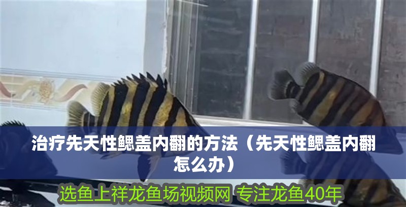 治療先天性鰓蓋內翻的方法（先天性鰓蓋內翻怎么辦）