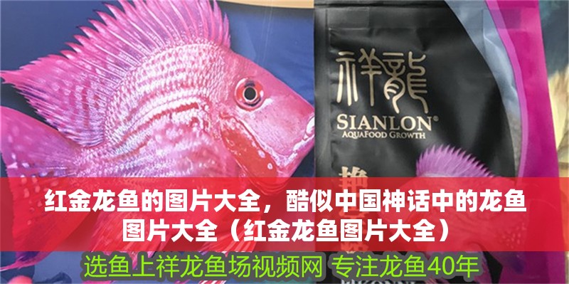 紅金龍魚的圖片大全，酷似中國神話中的龍魚圖片大全（紅金龍魚圖片大全）