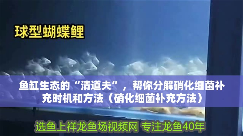 魚缸生態的“清道夫”，幫你分解硝化細菌補充時機和方法（硝化細菌補充方法）