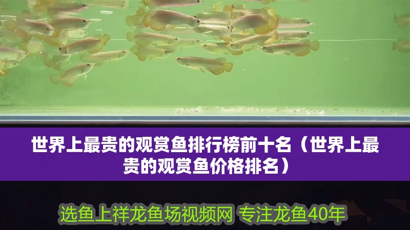 世界上最貴的觀賞魚排行榜前十名（世界上最貴的觀賞魚價格排名）