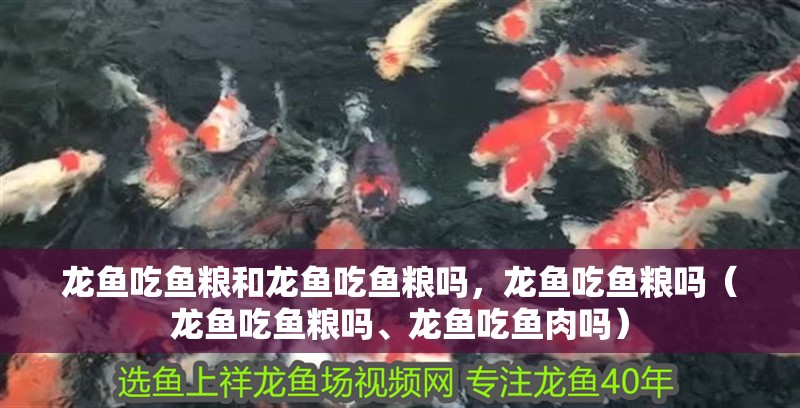 龍魚吃魚糧和龍魚吃魚糧嗎，龍魚吃魚糧嗎（龍魚吃魚糧嗎、龍魚吃魚肉嗎）