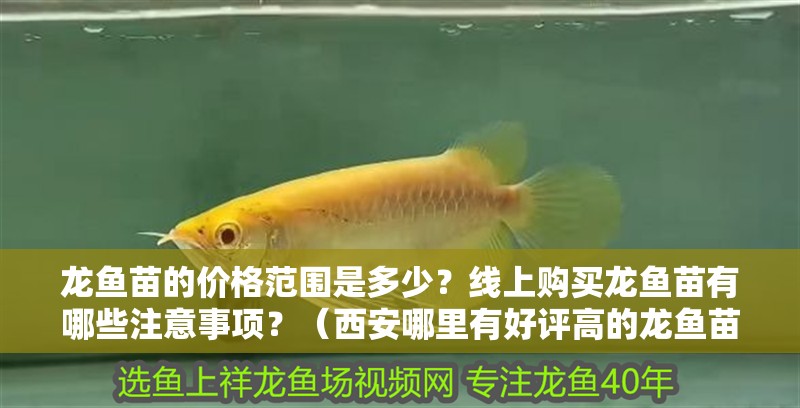 龍魚苗的價格范圍是多少？線上購買龍魚苗有哪些注意事項？（<strong><mark>西安</mark></strong>哪里有好評高的龍魚苗賣家龍魚苗有哪些注意事項）