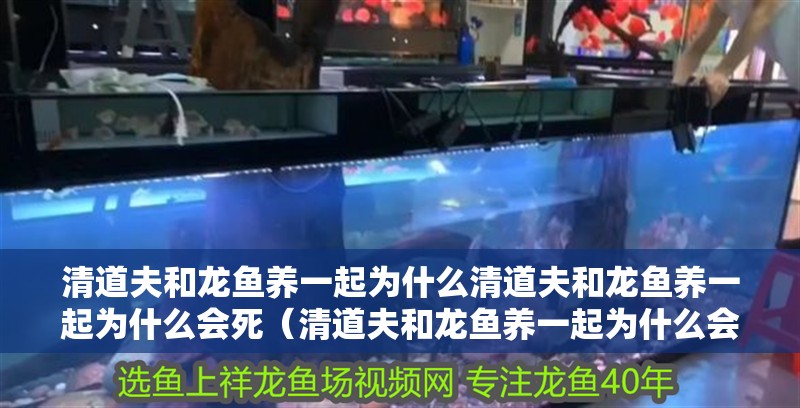 清道夫和龍魚養一起為什么清道夫和龍魚養一起為什么會死（清道夫和龍魚養一起為什么會死）
