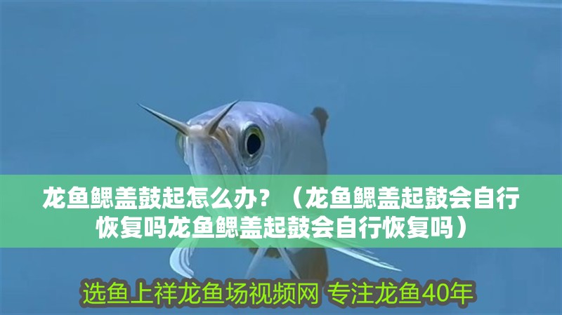龍魚鰓蓋鼓起怎么辦？（龍魚鰓蓋起鼓會自行恢復(fù)嗎龍魚鰓蓋起鼓會自行恢復(fù)嗎）